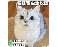 宠物医院都在用的【猫咪驱虫方法】学到了！自己在家用